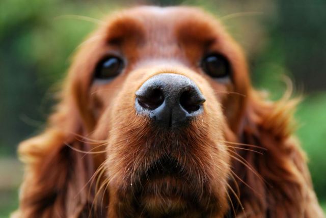 picture of dog with snout up